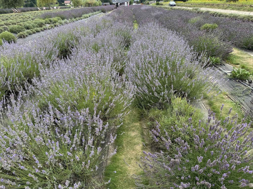 Pole lawendowe na plantacji lawendy Siwianka niedaleko Warszawy.